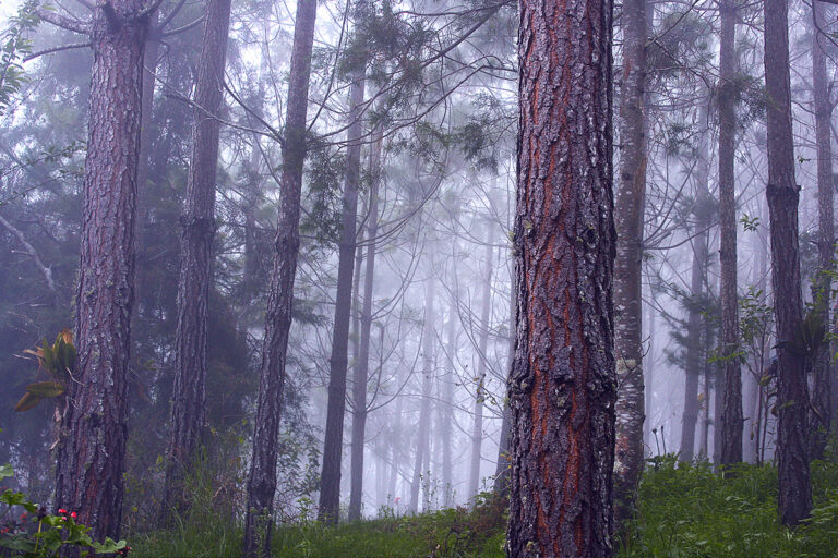 Bosque Nebuloso